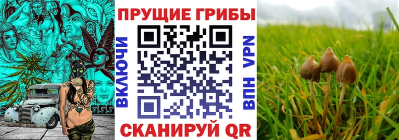 Купить  Аксай  Псилоцибиновые грибы мухоморы 